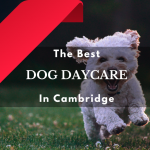 Best Dog Daycares In Cambridge